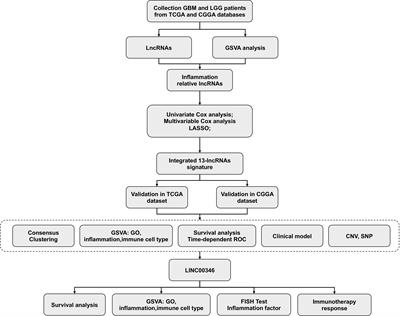 A novel inflammation-related lncRNAs prognostic signature identifies LINC00346 in promoting proliferation, migration, and immune infiltration of glioma